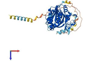 AlphaFold protein structure predicition of Human Recombinant LFNG Protein, UniprotID Q8NES3