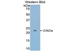 Western Blotting (WB) image for anti-Interleukin 17 (IL17) (AA 1-155) antibody (ABIN1859351) (IL-17 anticorps  (AA 1-155))