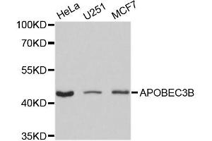 Western blot analysis of extracts of various cell lines, using APOBEC3B antibody (ABIN5995957) at 1/1000 dilution. (APOBEC3B anticorps)