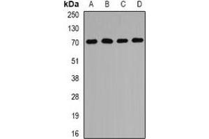Western blot analysis of PEX5 expression in MCF7 (A), Hela (B), mouse liver (C), mouse kidney (D) whole cell lysates. (PEX5 anticorps)