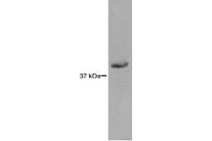 RAD51L3 detected in HEK293 lysates using a 1 : 1,000 dilution of RAD51L3 monoclonal antibody, clone 5B3/6 . (RAD51D anticorps)