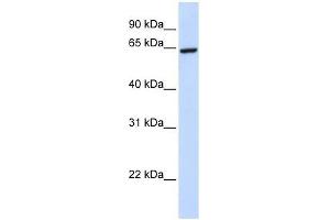 ZNF280B antibody used at 0. (ZNF280B anticorps  (C-Term))