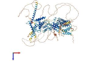 AlphaFold protein structure predicition of Human Recombinant SREBF1 Protein, UniprotID P36956