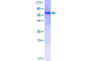 Image no. 1 for TSC22 Domain Family, Member 4 (TSC22D4) (AA 1-395) protein (GST tag) (ABIN1323862)