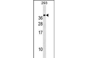 TREM1 Antibody (C-term) (ABIN1536761 and ABIN2850256) western blot analysis in 293 cell line lysates (35 μg/lane). (TREM1 anticorps  (C-Term))