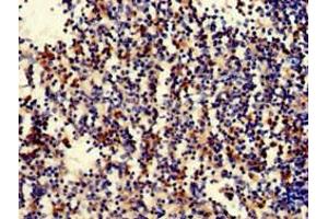 Immunohistochemistry of paraffin-embedded human spleen tissue using ABIN7169686 at dilution of 1:100