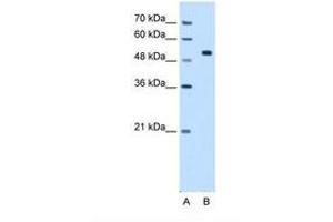 CCDC19 anticorps  (N-Term)