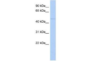 WB Suggested Anti-ZNF597 Antibody Titration:  0. (ZNF597 anticorps  (Middle Region))
