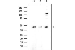 Western blot analysis of lysates from various samples, using eIF4A3 Mouse Monoclonal Antibody at 1/1000 dilution.