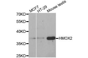 Western blot analysis of extracts of various cell lines, using HMOX2 antibody. (HMOX2 anticorps)