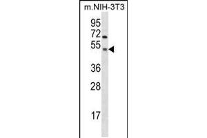 Western blot analysis in mouse NIH-3T3 cell line lysates (35ug/lane). (GSK3 alpha anticorps  (C-Term))