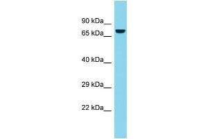 Host: Rabbit  Target Name: Atg7  Sample Tissue: Rat Thymus lysates  Antibody Dilution: 1. (ATG7 anticorps  (C-Term))