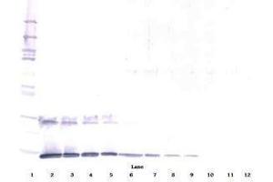 Image no. 2 for anti-Interleukin 5 (IL5) antibody (ABIN465636) (IL-5 anticorps)
