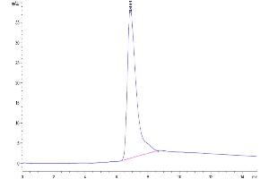 The purity of Human CD73 is greater than 95 % as determined by SEC-HPLC. (CD73 Protein (AA 27-547) (His tag))