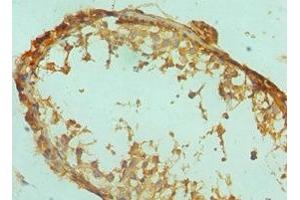 Immunohistochemistry of paraffin-embedded human testis tissue using ABIN7152531 at dilution of 1:100