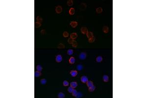 Immunofluorescence analysis of 293T cells using GPX1 antibody (ABIN3021455, ABIN3021456, ABIN3021457, ABIN1512957 and ABIN6215063) at dilution of 1:200. (Glutathione Peroxidase 1 anticorps  (AA 50-203))