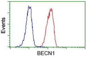 Image no. 6 for anti-Beclin 1, Autophagy Related (BECN1) antibody (ABIN1496868)