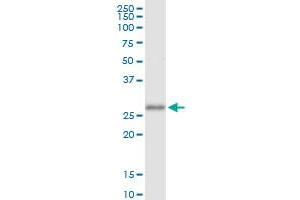 Immunoprecipitation of EGFL7 transfected lysate using anti-EGFL7 MaxPab rabbit polyclonal antibody and Protein A Magnetic Bead , and immunoblotted with EGFL7 purified MaxPab mouse polyclonal antibody (B01P) .