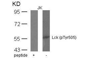 Western blot analysis of extracts from JK cells using Lck(phospho-Tyr505) Antibody and the same antibody preincubated with blocking peptide.