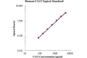 ELISA image for Carbonic Anhydrase 12 (CA12) ELISA Kit (ABIN3199201) (CA12 Kit ELISA)