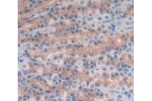IHC-P analysis of Rat Tissue, with DAB staining. (IL17B anticorps  (AA 23-180))