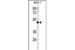 LSP1 Antibody (Center) (ABIN651634 and ABIN2840339) western blot analysis in MCF-7 cell line lysates (35 μg/lane). (LSP1 anticorps  (AA 108-134))