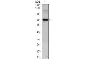 Western Blot showing CLOCK antibody used against CLOCK (AA: 200-465)-hIgGFc transfected HEK293 cell lysate. (CLOCK anticorps)