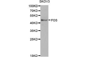Western Blotting (WB) image for anti-c-Fos (c-Fos) (AA 211-380) antibody (ABIN3020748) (c-FOS anticorps  (AA 211-380))