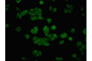Immunofluorescent analysis of HepG2 cells using ABIN7144451 at dilution of 1:100 and Alexa Fluor 488-congugated AffiniPure Goat Anti-Rabbit IgG(H+L)