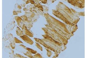 ABIN6274720 at 1/100 staining Mouse muscle tissue by IHC-P.