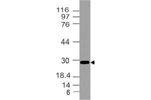 Image no. 1 for anti-Homeobox B4 (HOXB4) (AA 1-221) antibody (ABIN5027258)