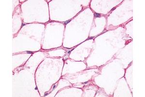Staining of human adipocytes using SP4071 on paraffin sections (ADRB3 anticorps  (Cytoplasmic Domain))