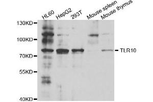 Western blot analysis of extracts of various cell lines, using TLR10 antibody.