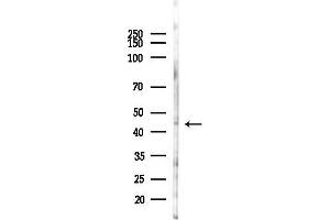 anti-Tribbles Pseudokinase 2 (TRIB2) (N-Term) antibody