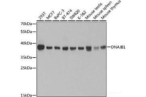 Western blot analysis of extracts of various cell lines using DNAJB1 Polyclonal Antibody at dilution of 1:1000. (DNAJB1 anticorps)