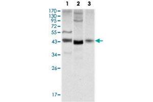Western blot analysis using WNT1 monoclonal antibody, clone 10C8  against NIH/3T3 (1), 3T3L1 (2) and HeLa (3) cell lysate.