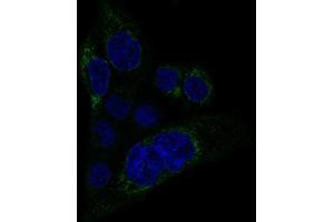 Immunofluorescent staining of A-431 cells with MACC1 monoclonal antibody, clone CL0856  (Green) shows specific staining in mitochondria. (MACC1 anticorps)