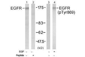 Image no. 1 for anti-Epidermal Growth Factor Receptor (EGFR) (pTyr869) antibody (ABIN196976) (EGFR anticorps  (pTyr869))