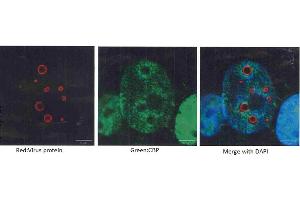 Immunofluorescence (IF) image for anti-CREB Binding Protein (CREBBP) (C-Term) antibody (ABIN2854987)