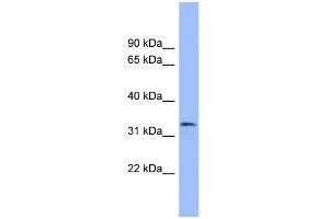 WB Suggested Anti-MAFB Antibody Titration: 0. (MAFB anticorps  (Middle Region))