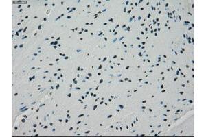 Image no. 5 for anti-Crystallin, alpha B (CRYAB) antibody (ABIN1497641) (CRYAB anticorps)