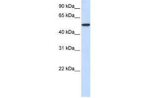 Western Blotting (WB) image for anti-Karyopherin alpha 3 (Importin alpha 4) (KPNA3) antibody (ABIN2459794) (KPNA3 anticorps)