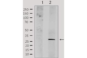 Western blot analysis of extracts from HepG2, using NDFIP1 Antibody. (NDFIP1 anticorps  (C-Term))