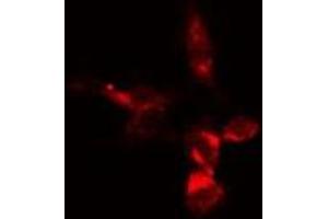 ABIN6279205 staining  293 cells by IF/ICC. (BCAS3 anticorps  (Internal Region))