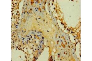 Immunohistochemistry of paraffin-embedded human testis tissue using ABIN7166618 at dilution of 1:100