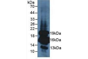 Detection of INS in Mouse Pancreas Tissue using Polyclonal Antibody to Insulin (INS) (Insulin anticorps  (AA 25-110))