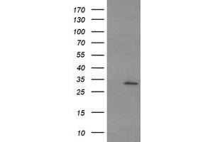 Image no. 1 for anti-Tryptase gamma 1 (TPSG1) (AA 20-283) antibody (ABIN1491163) (TPSG1 anticorps  (AA 20-283))