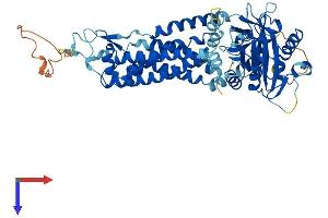 AlphaFold protein structure predicition of Human Recombinant NOX4 Protein, UniprotID Q9NPH5