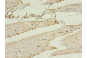 Immunohistochemistry of paraffin-embedded human skeletal muscle tissue using ABIN7161378 at dilution of 1:100