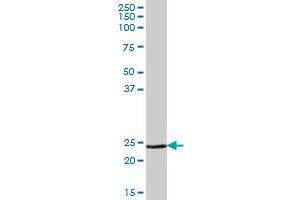 MSRA MaxPab polyclonal antibody.